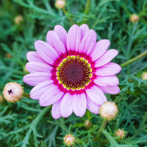 Long-blooming daisies provide color through late spring to fall.