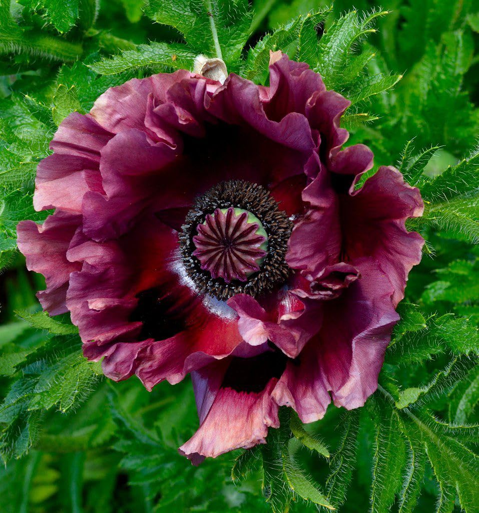 Carpet Creeping long-blooming poppy seeds flowering across late spring.
