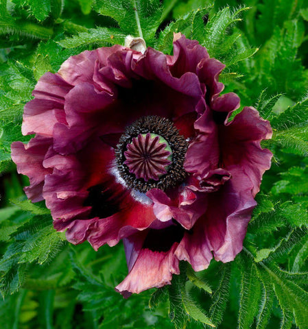 Carpet Creeping long-blooming poppy seeds flowering across late spring.