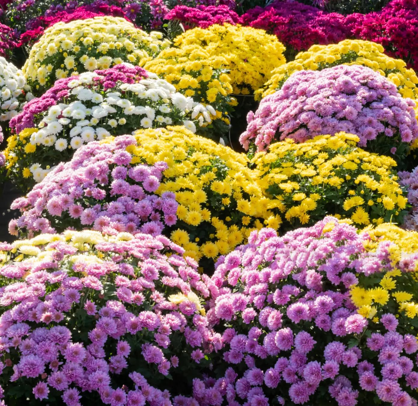Carpet Creeping long-lasting chrysanthemum blooms ready for bouquets.