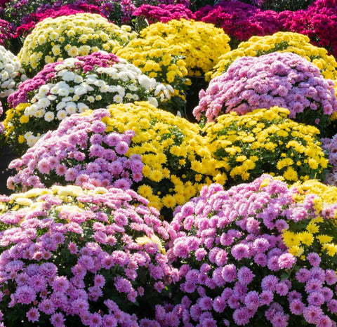 Carpet Creeping long-lasting chrysanthemum blooms ready for bouquets.