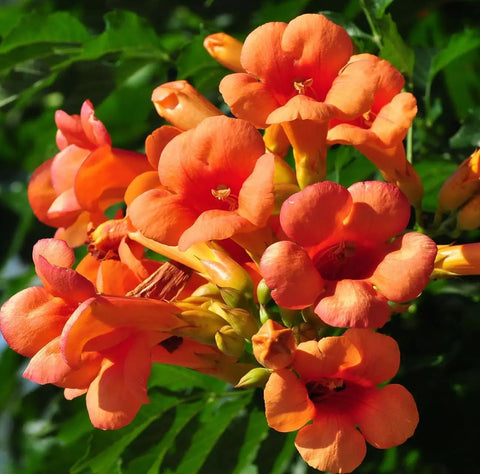 Carpet Creeping Madame Galen trumpet vine grows quickly up a sturdy trellis.