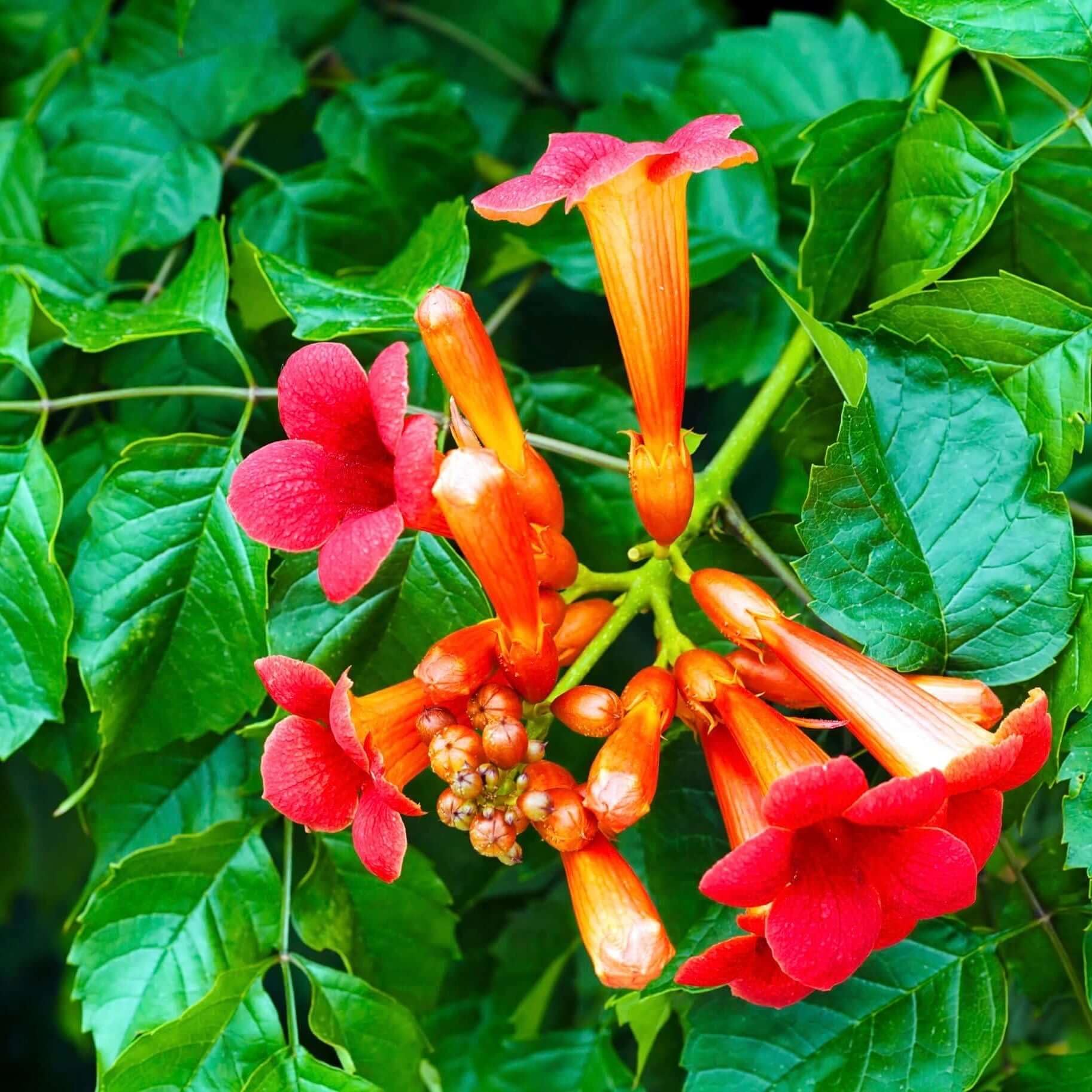 Carpet Creeping Madame Galen trumpet vine blooms from mid-summer to fall in a sunny garden.