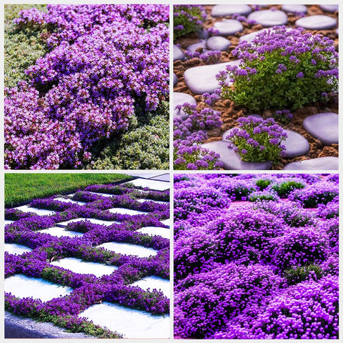 Carpet Creeping thyme bloom adds color and fragrance to garden beds.