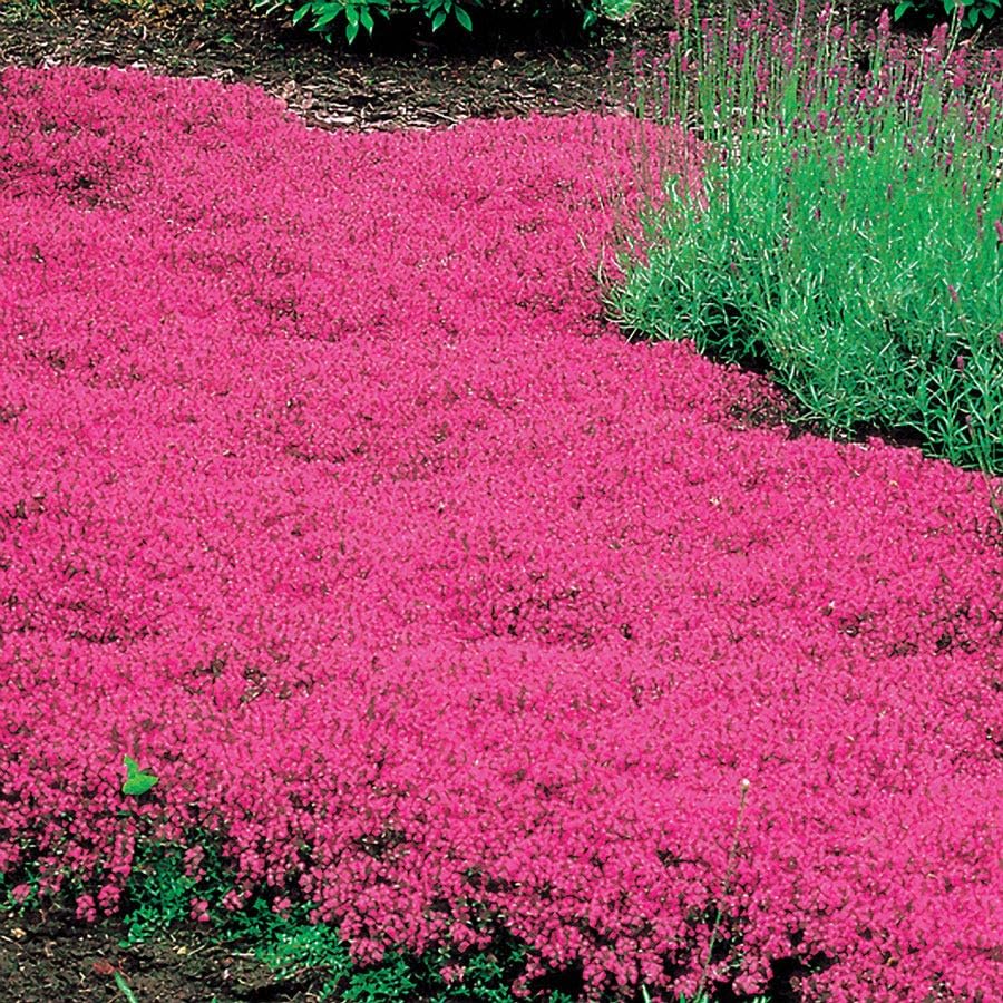 Carpet Creeping Magic Thyme plant thriving as drought-tolerant ground cover.
