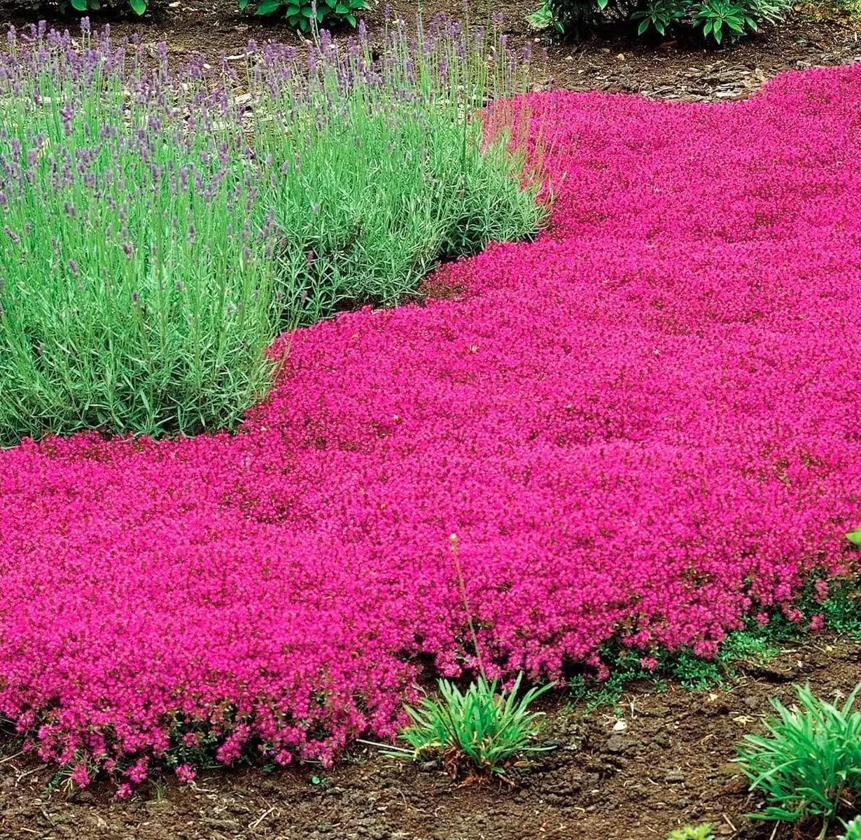 Carpet Creeping Magic Thyme leaf closeup showing fragrant foliage.