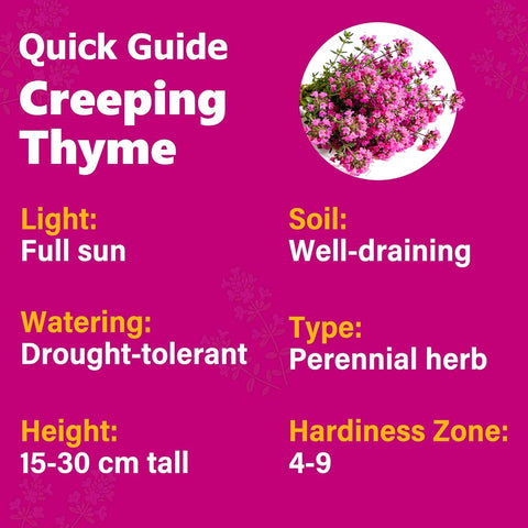 Carpet Creeping Magic Thyme seeds being sown indoors before frost.