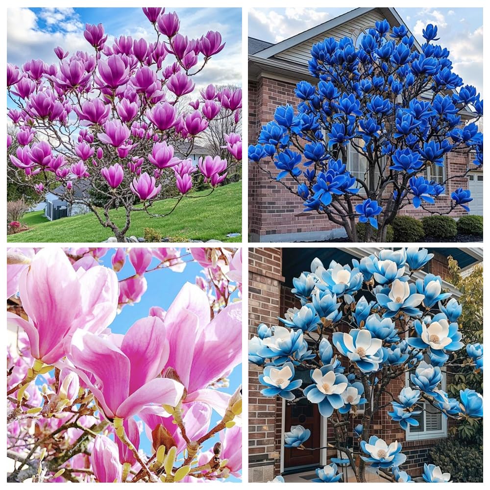 Carpet Creeping magnolia seed pack for outdoor planting.