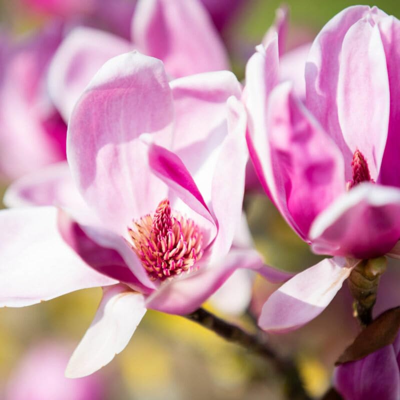 Carpet Creeping magnolia seedling under sun promotes healthy growth.