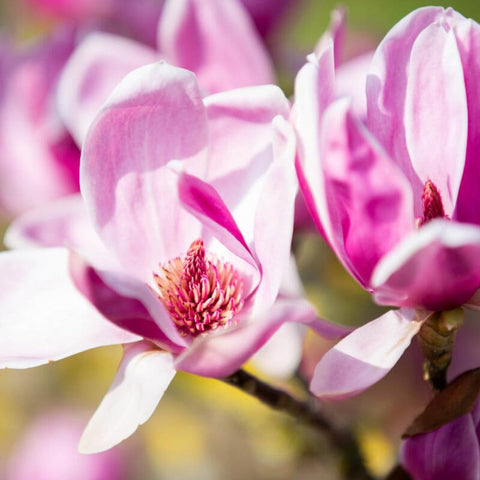 Carpet Creeping magnolia seedling under sun promotes healthy growth.