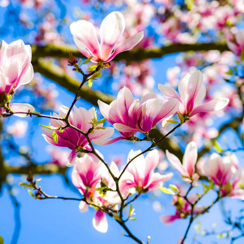 Carpet Creeping magnolia seeds soak 24-48 hours for faster germination.