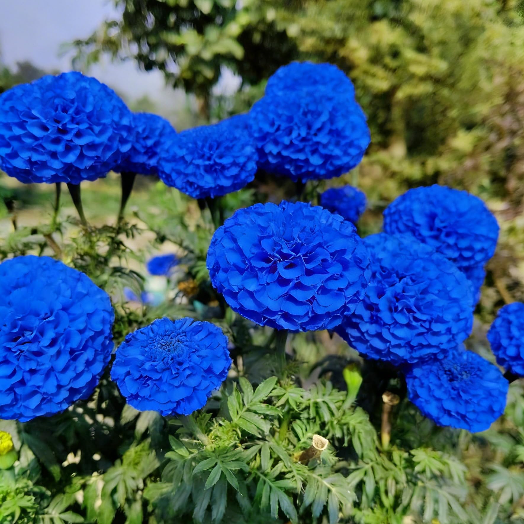 Carpet Creeping marigold seeds perfect for borders and containers with bright color.
