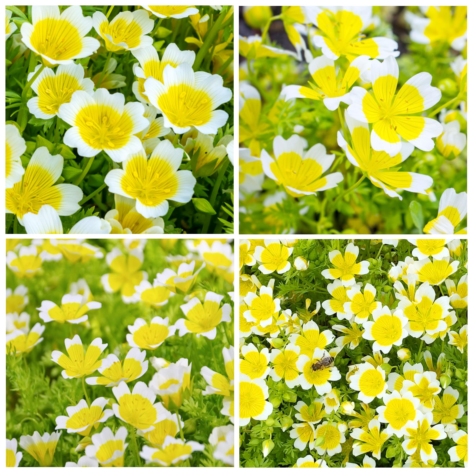 Carpet Creeping meadowfoam seeds bloom in yellow and white, ideal for vibrant ground cover.