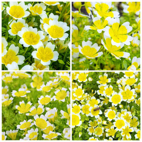 Carpet Creeping meadowfoam seeds bloom in yellow and white, ideal for vibrant ground cover.