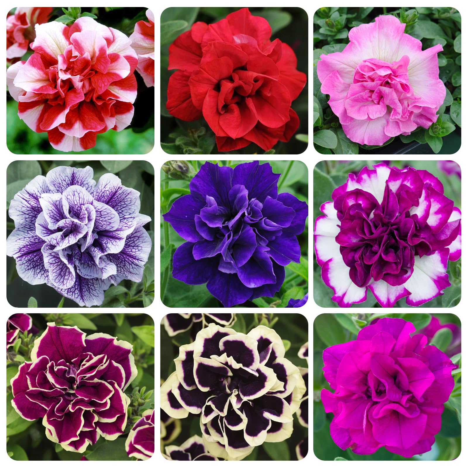 Carpet Creeping Midnight Gold petunia seed pack ready for beds or containers.