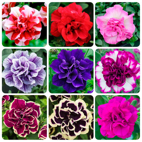 Carpet Creeping Midnight Gold petunia seed pack ready for beds or containers.