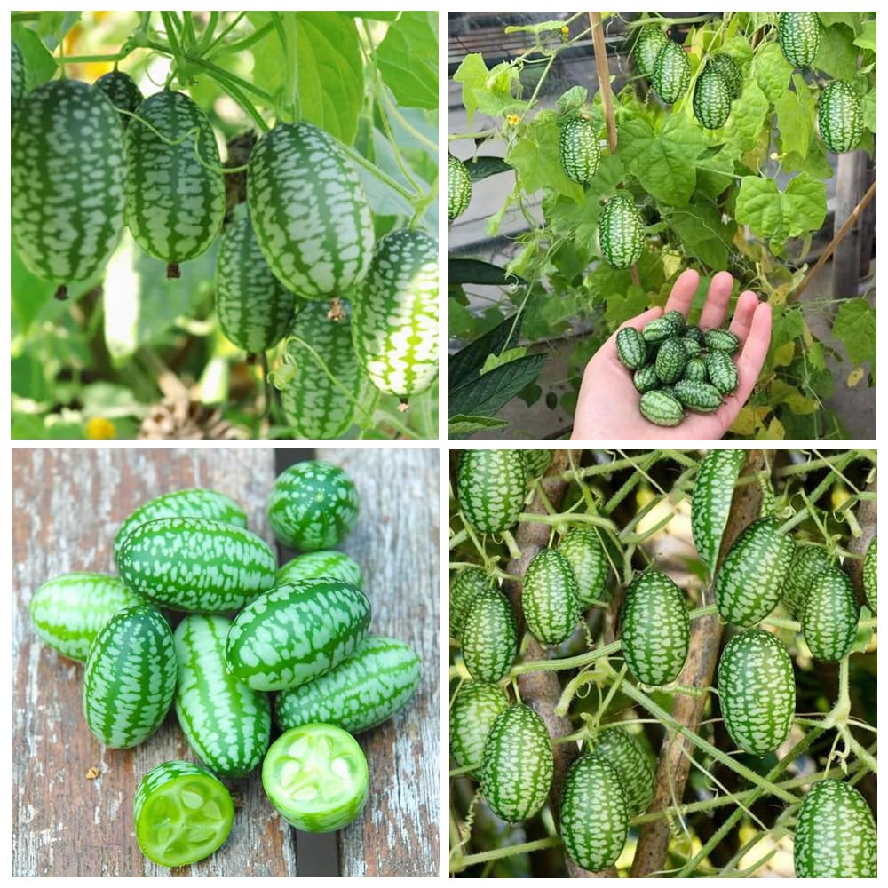 Carpet Creeping mini thumb watermelon seed pack for easy, space-saving planting.