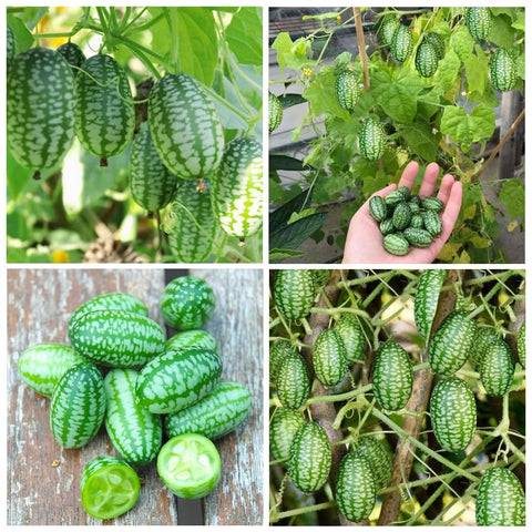 Carpet Creeping mini thumb watermelon seed pack for easy, space-saving planting.