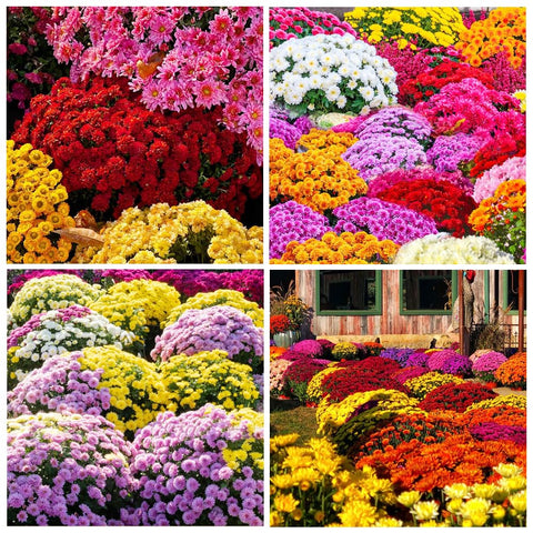 Carpet Creeping mixed color mums bloom in the garden bed for vibrant ground cover.