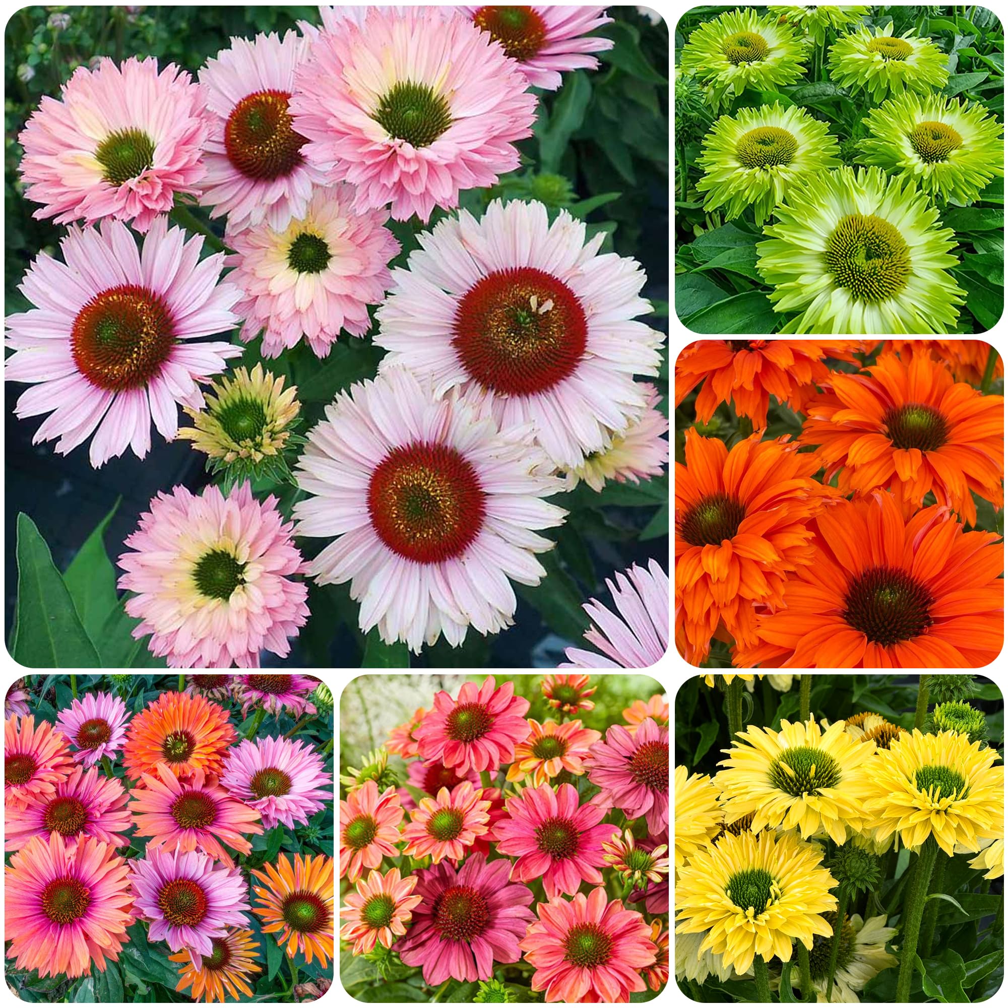 Carpet Creeping Echinacea Sunseeker mixed blooms seeds for vibrant border color.