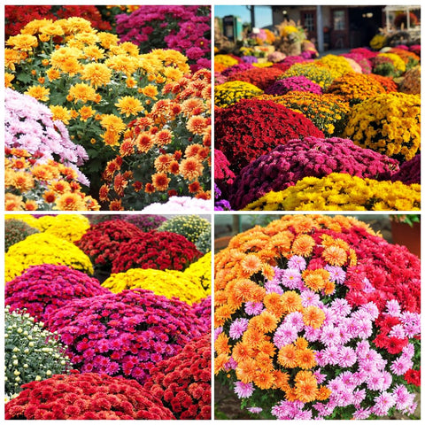 Carpet Creeping mums planted in a container demonstrate versatile landscaping.