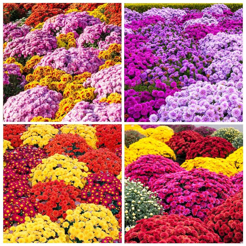 Carpet Creeping mums seed packet close-up suitable for quick sowing.