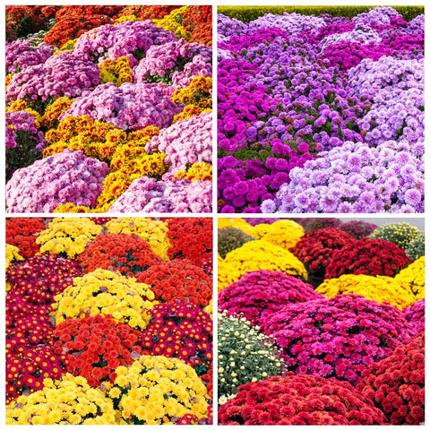 Carpet Creeping mums seed packet close-up suitable for quick sowing.