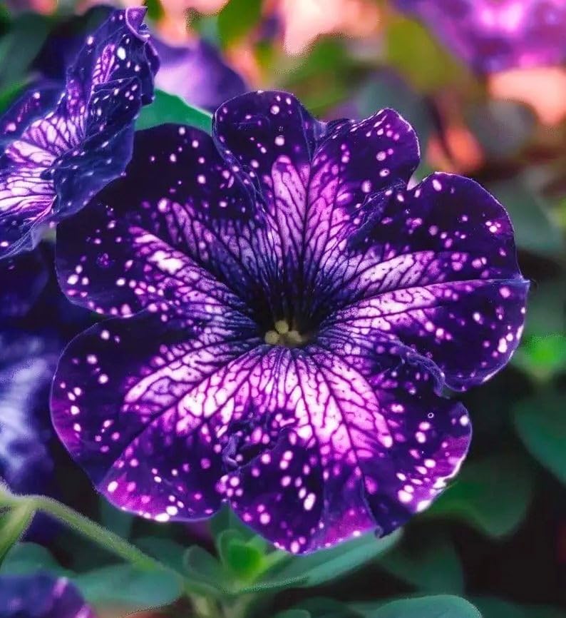 Carpet Creeping Night Sky petunia container planting for border accents