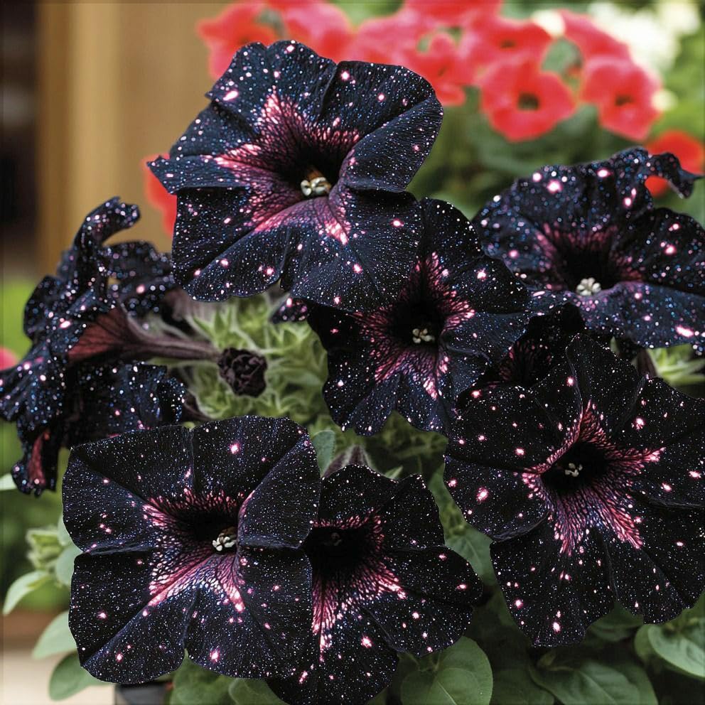 Carpet Creeping Night Sky petunia seedling ready for planting