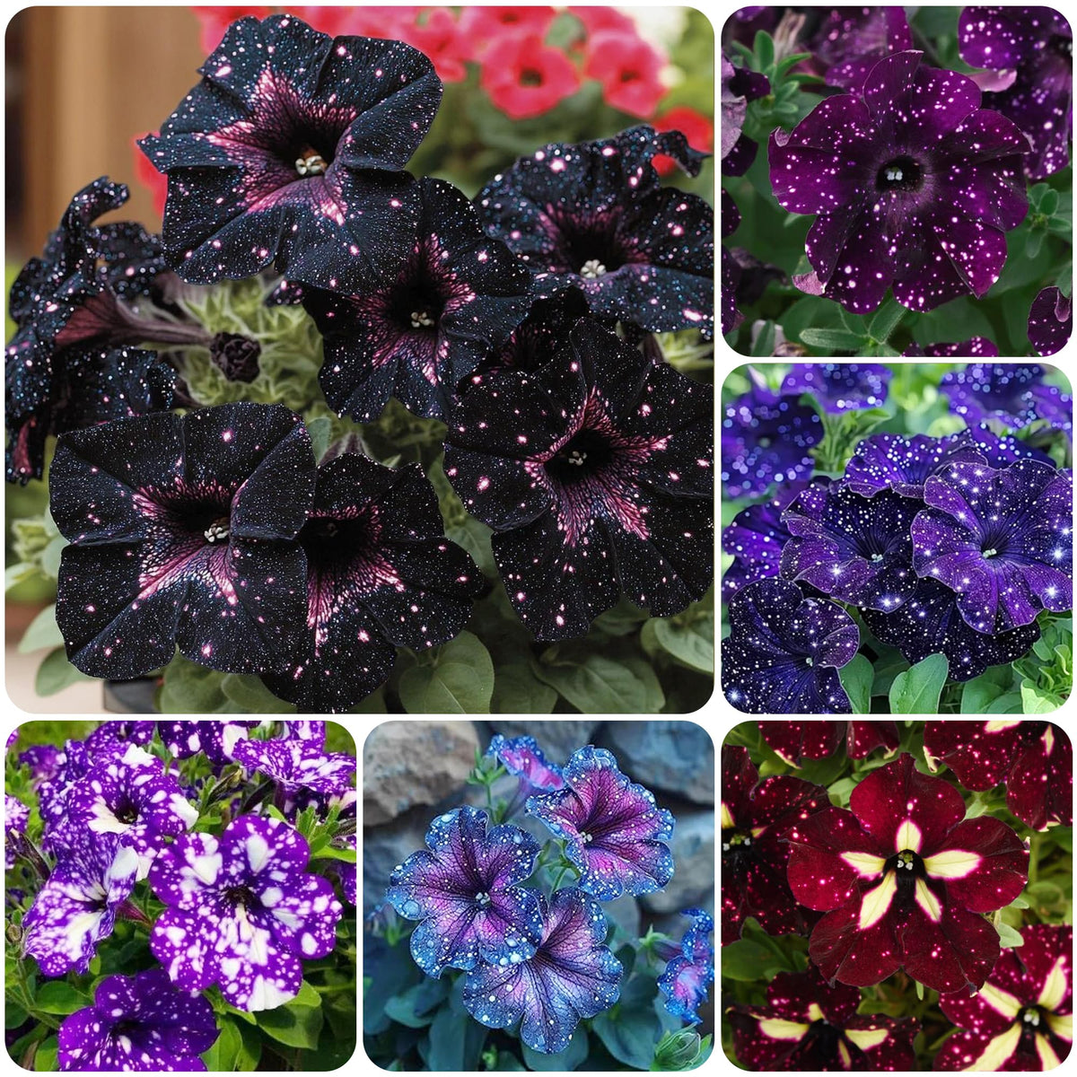 Carpet Creeping Night Sky petunia seeds bulk pack ready for sowing and color