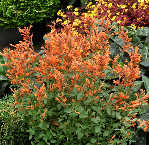 Carpet Creeping non-GMO heirloom agastache seeds for heritage gardens.