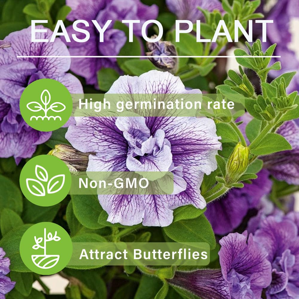 Carpet Creeping non-GMO heirloom seeds preserve heritage garden charm.
