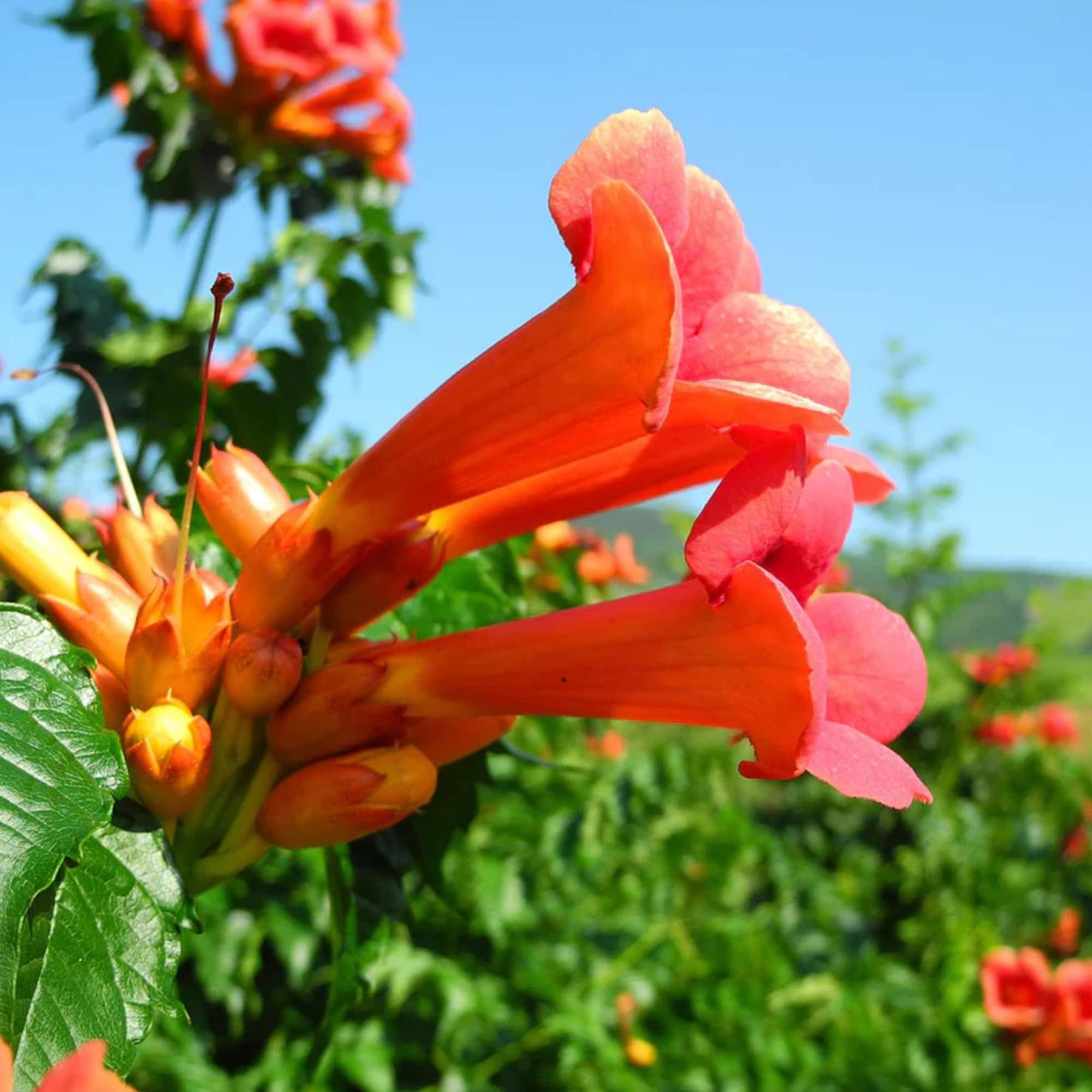 Carpet Creeping non-GMO heirloom seeds emphasize trusted garden heritage