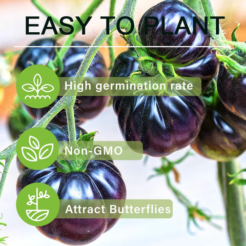 Carpet Creeping non-GMO organic tomato seeds pack for sustainable home gardens.