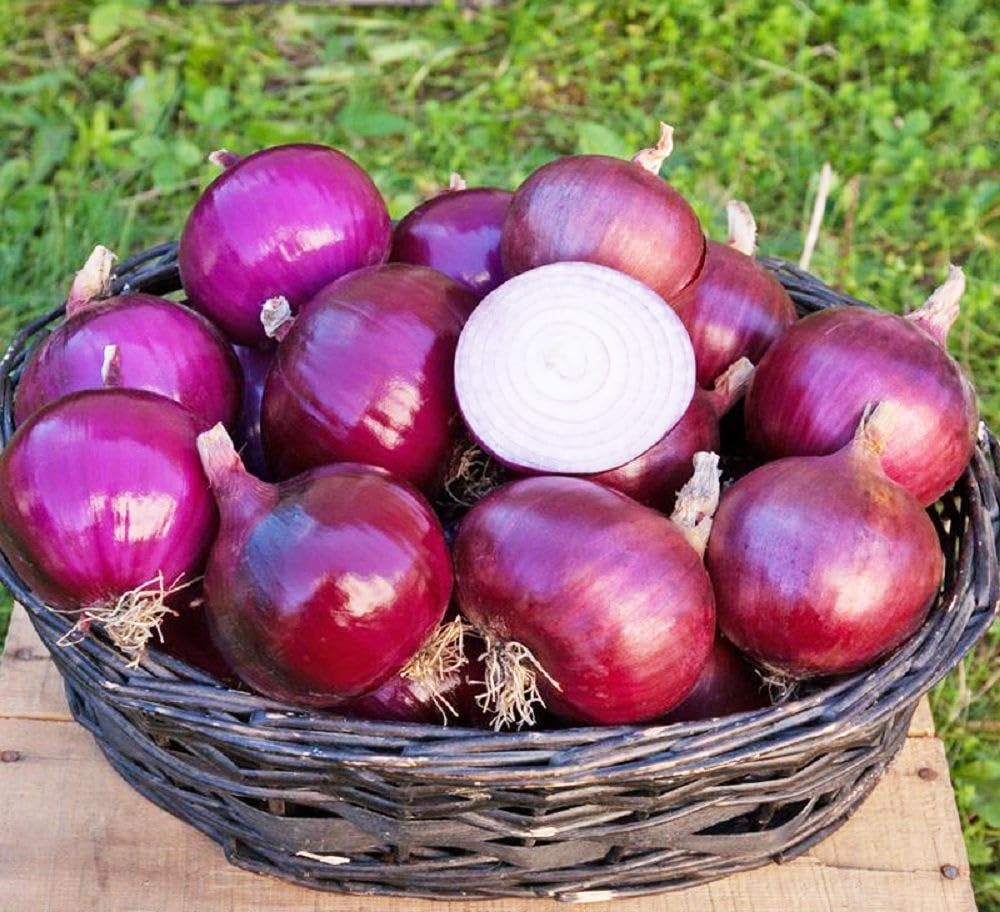 Carpet Creeping onion easy-planting: beginner-friendly, grows in many soils.