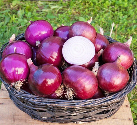 Carpet Creeping onion easy-planting: beginner-friendly, grows in many soils.