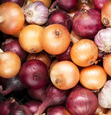 Carpet Creeping onion high-yield: abundant harvest for fresh meals.