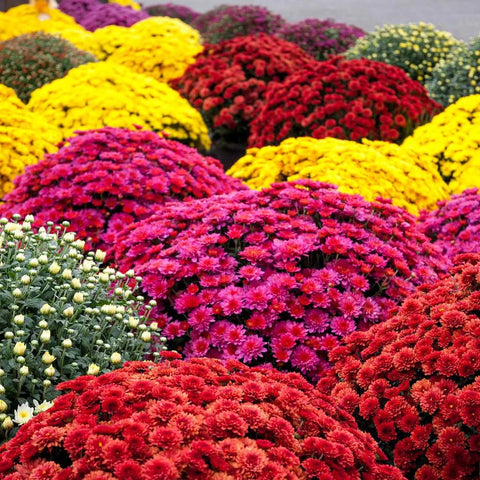 Carpet Creeping outdoor mums seeds hardy and adaptable for different climates.