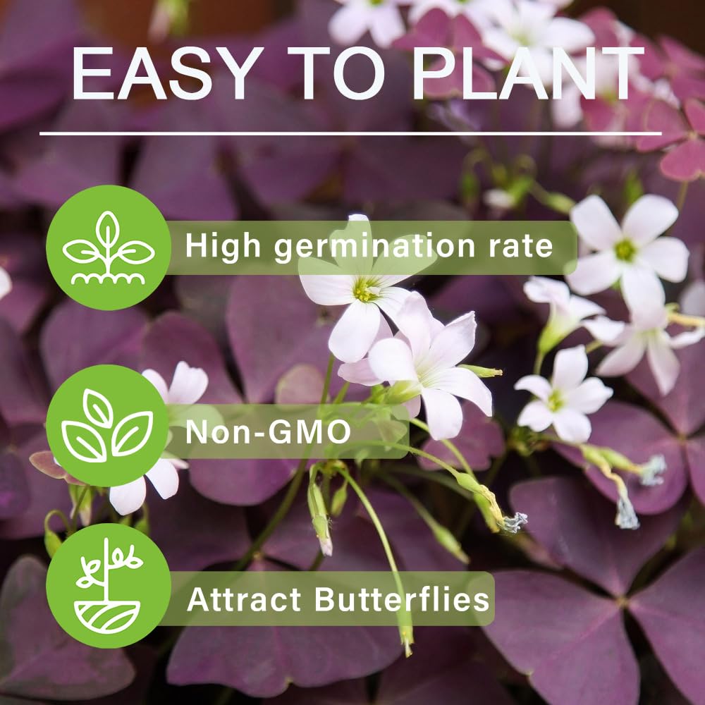 Carpet Creeping Oxalis Triangularis container planting for balcony charm.