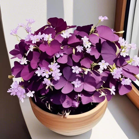 Carpet Creeping Oxalis Triangularis pink bloom adds color to summer displays.