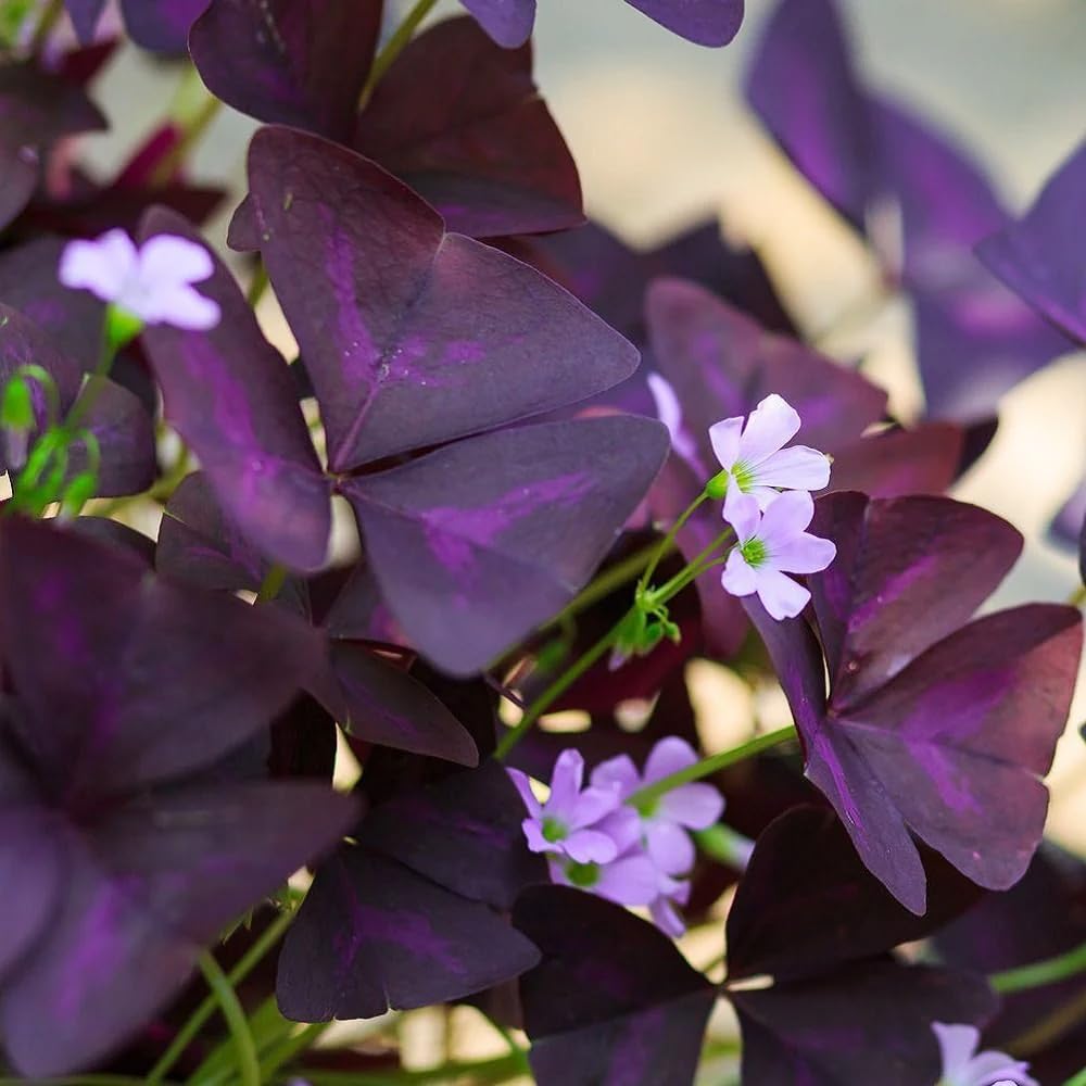 Carpet Creeping Oxalis Triangularis in a sunny garden spot thrives outdoors.