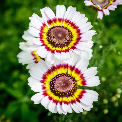 Vibrant red, pink, white, and yellow painted daisies in a bed.