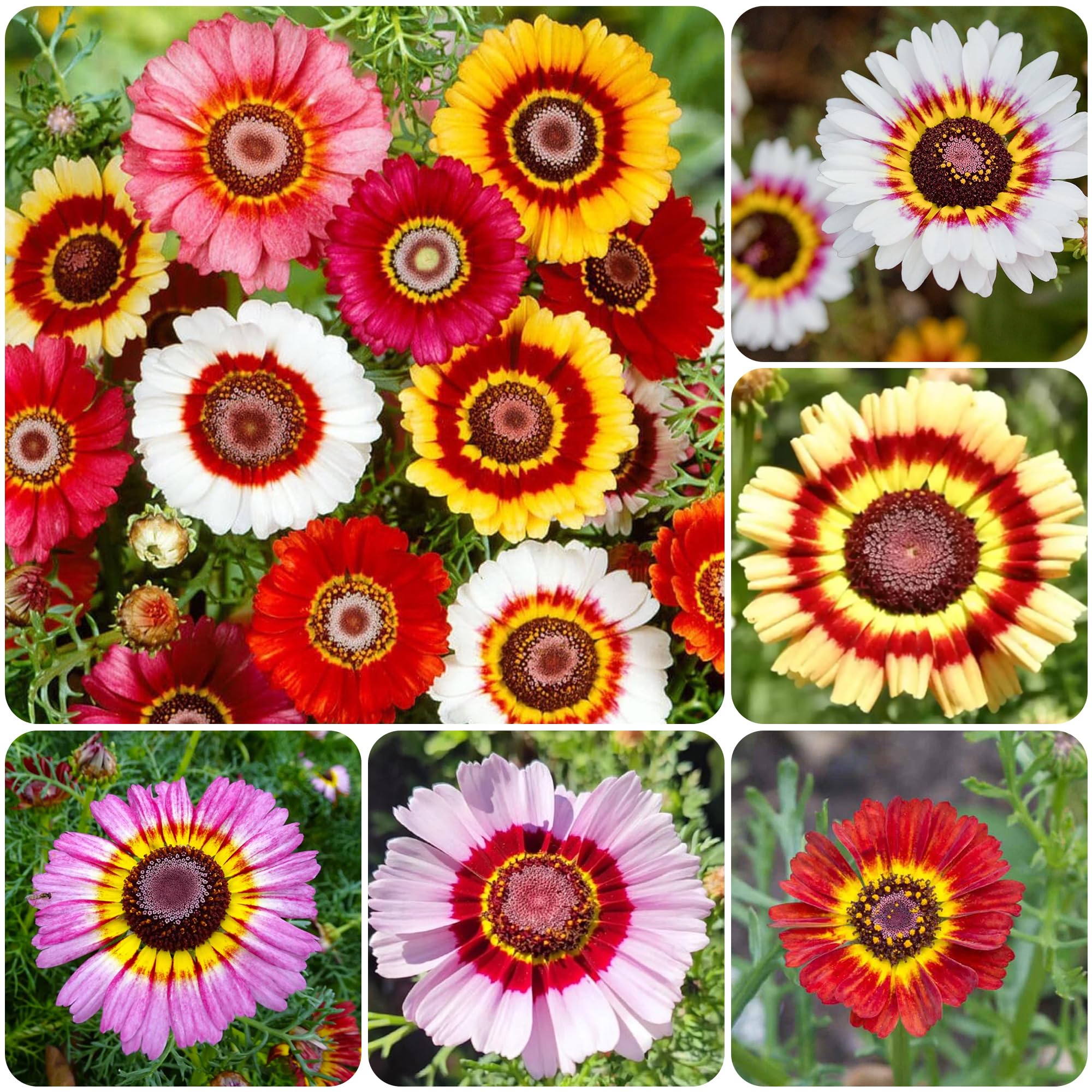 Carpet Creeping Painted Daisy Rainbow Mix blooms brighten borders and attract pollinators.