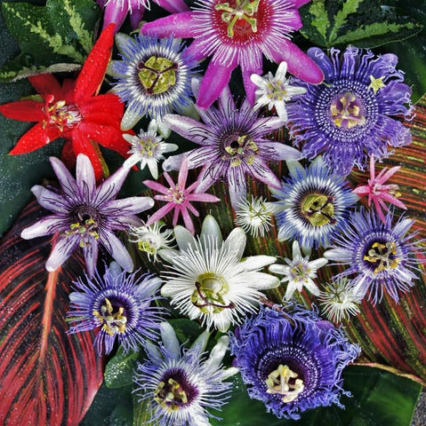Carpet Creeping passion flower vine growing vigorously on a trellis