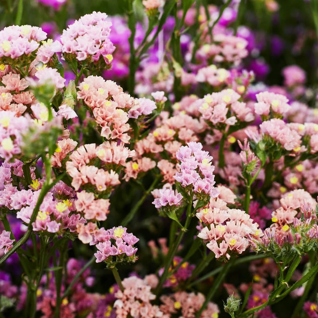 Carpet Creeping Pastel Bracts bring soft color to arrangements