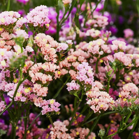 Carpet Creeping Pastel Bracts bring soft color to arrangements