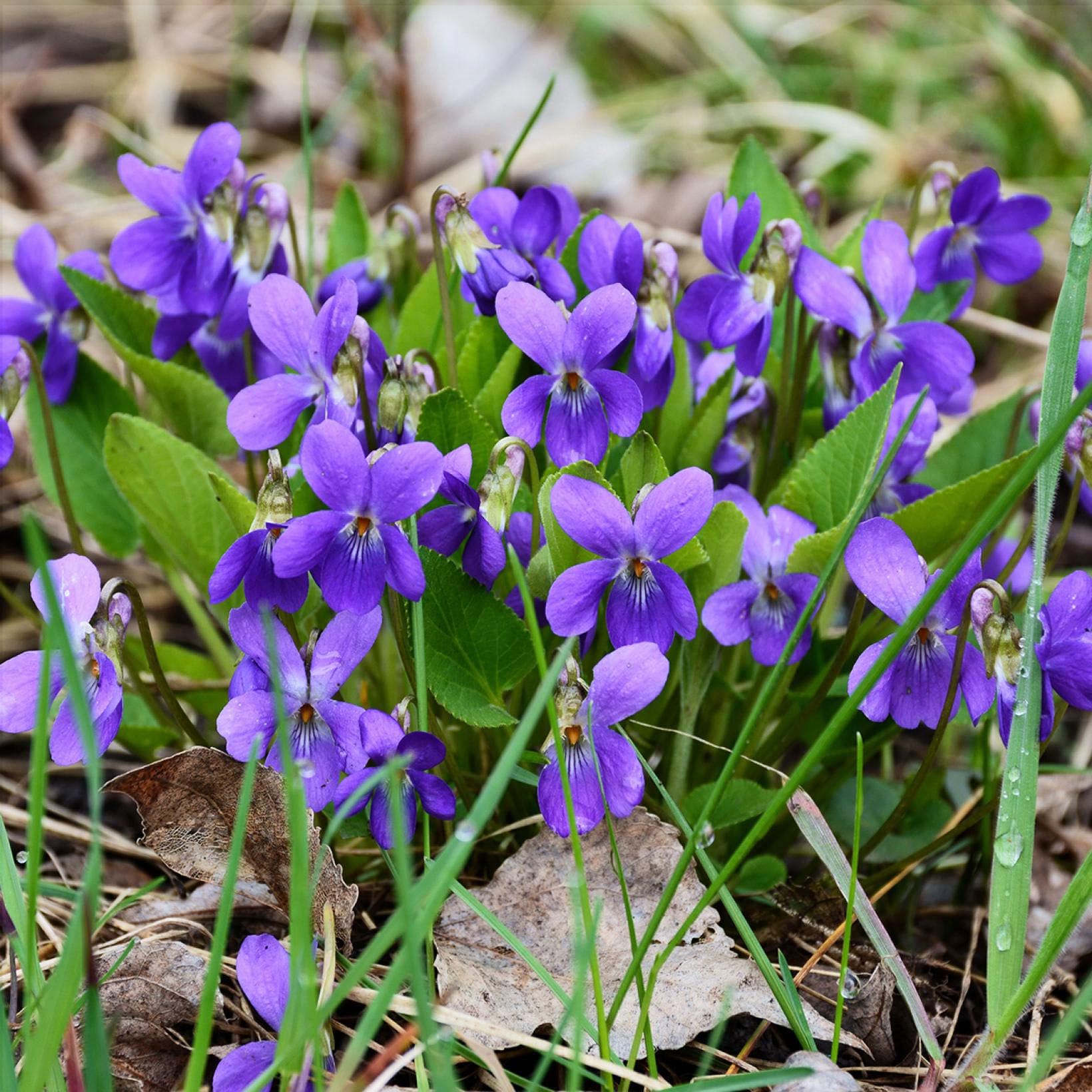 Carpet Creeping patio garden viola seeds promote easy, versatile gardening in small spaces.