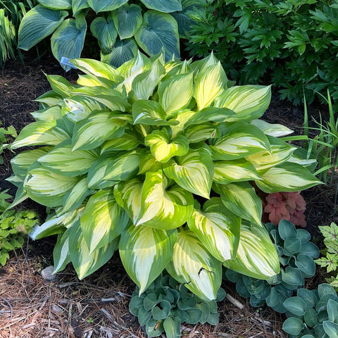 Carpet Creeping perennial bloom ensemble offers year-after-year color.