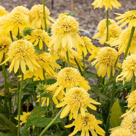 Carpet Creeping Perennial Coneflower border adds structure and color.