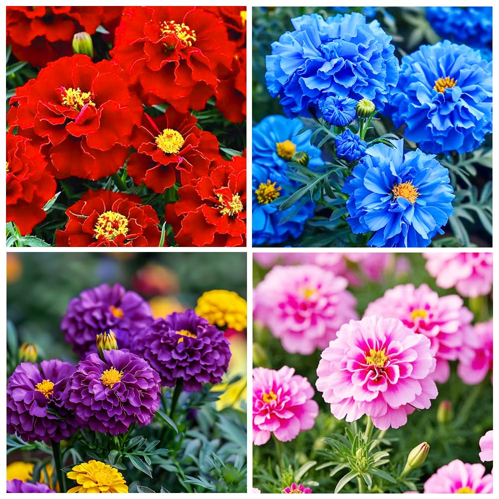 Carpet Creeping perennial marigold seeds brighten borders and beds; easy to grow.